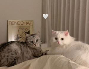 remote hiring and teambuilding