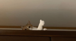 remote team culture hacks